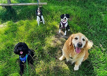 Puppy Steps Dog Walking & Pet care Consett