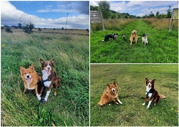 Puppy Steps Dog Walking & Pet care Consett