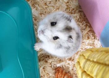 Purely Pet Supplies Ltd.