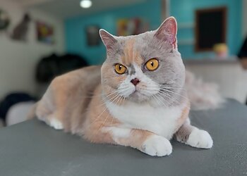 Purrfect Paws Grooming