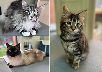 Purrfect Paws Grooming