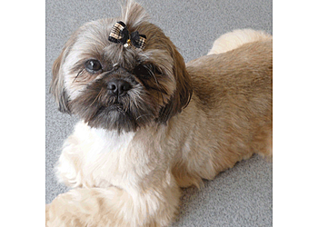 Purrfect Pooches Ltd.