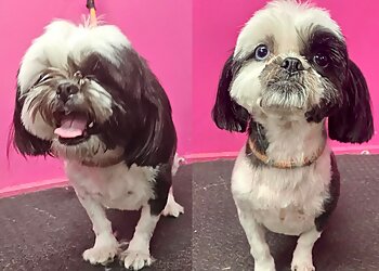 Purrfect Pets Dog Grooming Parlour