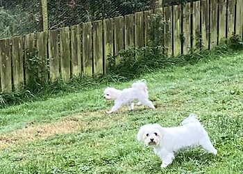 Quarrybrae Boarding Kennels