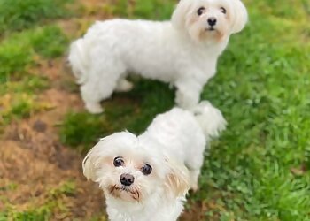 Quarrybrae Boarding Kennels