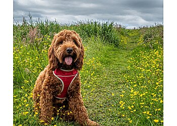 Quay to Success Dog Training