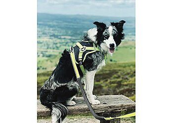 Quay to Success Dog Training