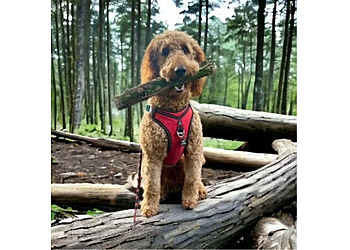 Rachael's Dog Grooming