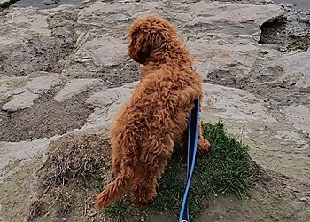 Rachel’s Pet Care Services