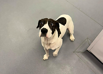 Rase Veterinary Centre