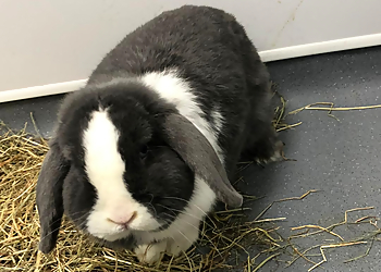 Rase Veterinary Centre