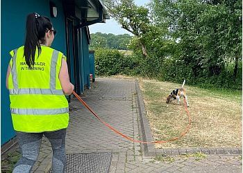 Rat Pack Dog Services