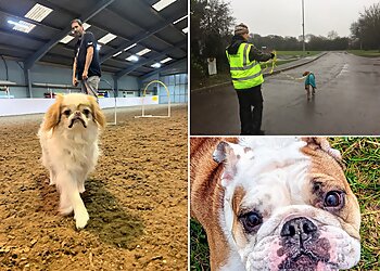 Rat Pack Dog Services