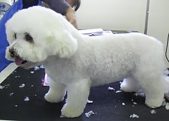 Razzle Dazzle Dog Grooming
