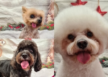 Razzle Dazzle Dog Grooming