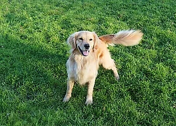 Red Oaks Farm Kennels & Cattery Ltd.