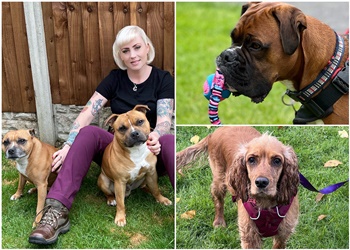 Red Robin Dog Training