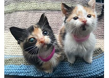 Regan Veterinary Group-The Avenue Veterinary Clinic