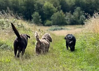 Rhys' Dog Walking Services