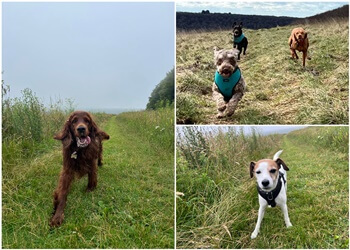 Rhys' Dog Walking Services