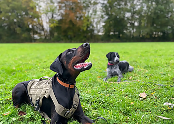 Rich Rees Dog Training