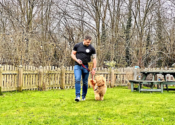 Rich Rees Dog Training Rich Rees Dog Training
