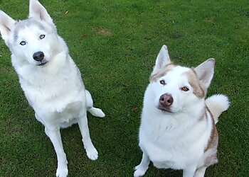Riverside Boarding Kennels