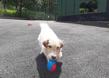 Stockport boarding kennels Riverside Country Kennels image 1