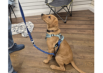 Robin Bates Dog Training