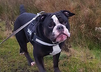 Rochdale Dog Walking Services