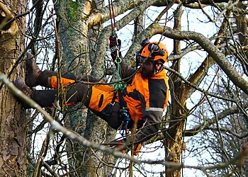 Rock Tree Surgeons