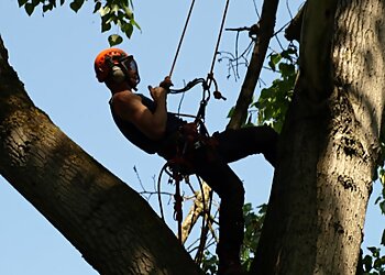 Tameside tree services Rock Tree Surgeons image 1