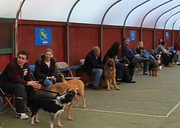 Rockwood Dog Training
