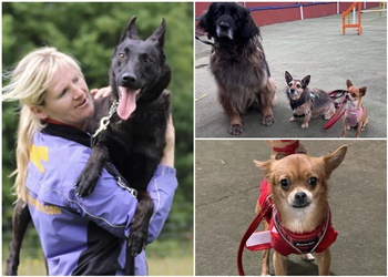 Rockwood Dog Training