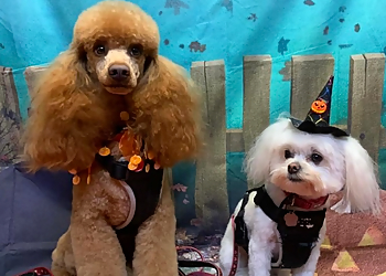 Rockwood Grooming Parlour