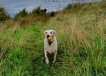 Round Our Way Dog Walking & Pet Care Services