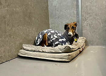 Rowan Sands Pet Hotel