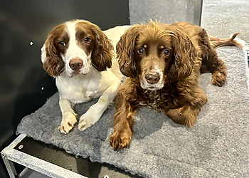 Rowan Sands Pet Hotel