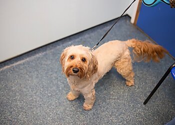 Rowe Veterinary Group