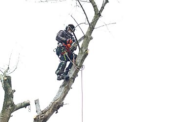 Royton Tree Services