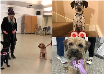 Ruff Diamond Dog Training