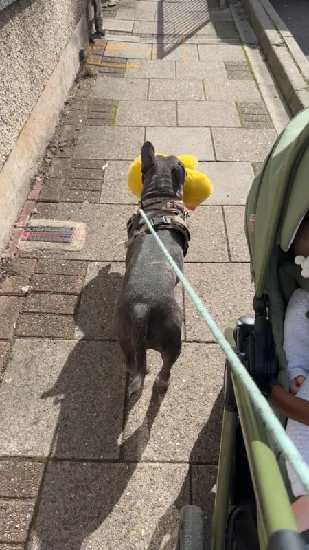 Ruff Start Dog Training review image 1