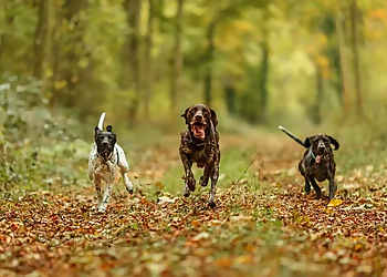 Ruskies Dog Training