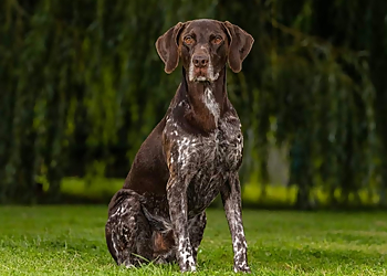 Ruskies Dog Training