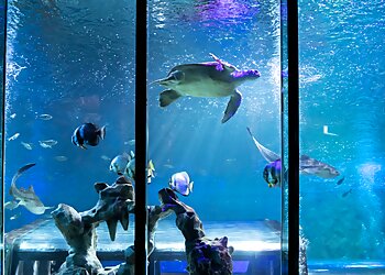SEA LIFE Blackpool