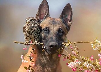 SJ Dog Walker & Pet Services