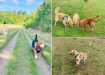 SJ Dog Walker & Pet Services