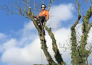 Sadler Tree Services