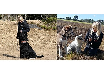 Salisbury Dog Trainers