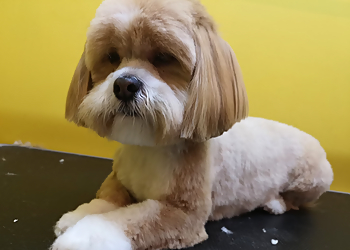 Saltwell Bark Dog Groomers